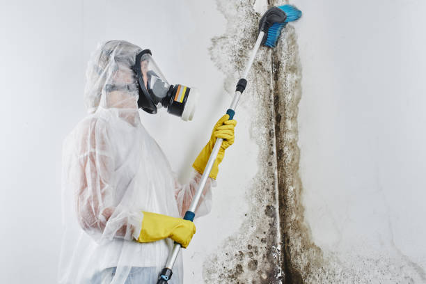 Best Toxic Mold Removal  in Holly Springs, MS