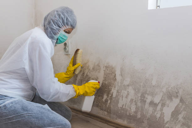 Best Professional Mold Removal  in Holly Springs, MS