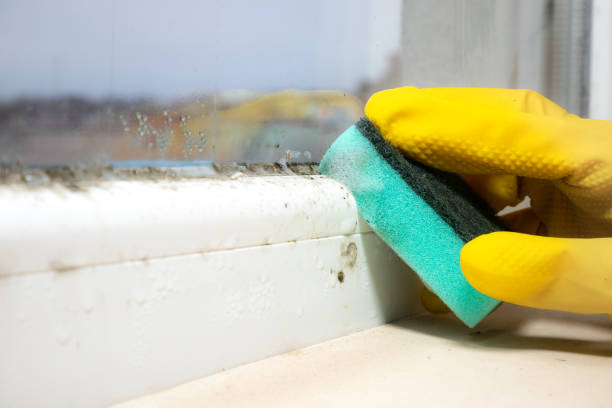 Best Same-Day Mold Removal  in Holly Springs, MS