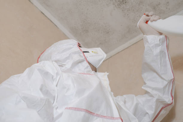 Best Mold Testing  in Holly Springs, MS