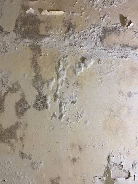Best Mold Damage Repair  in Holly Springs, MS