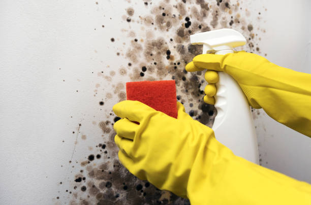 Best Office Mold Removal Services  in Holly Springs, MS