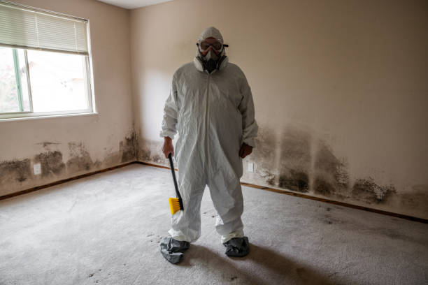Best Mold Cleaning Services  in Holly Springs, MS