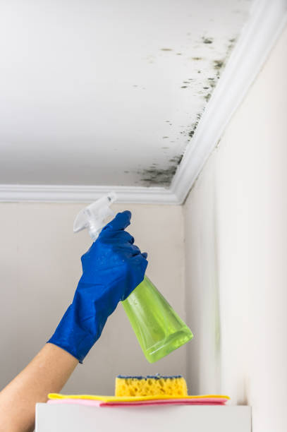 Best Mold Testing  in Holly Springs, MS