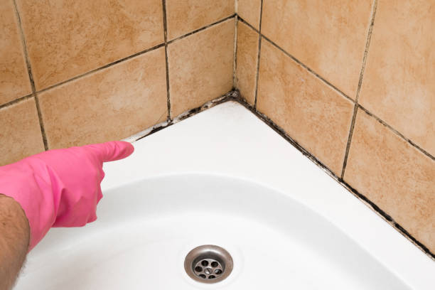 Best Fast Mold Removal  in Holly Springs, MS